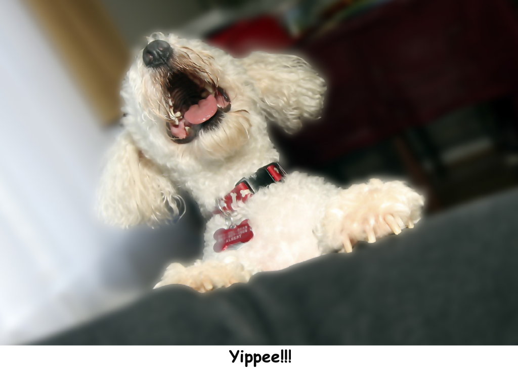 [Yippee_1[1].jpg]